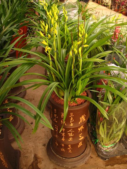 北京禮品蘭花熱銷引領花卉市場新潮流