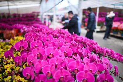 綻放世界之巔 我國(guó)成為世界最大花卉生產(chǎn)國(guó)，禮品花卉銷(xiāo)售迎來(lái)新機(jī)遇